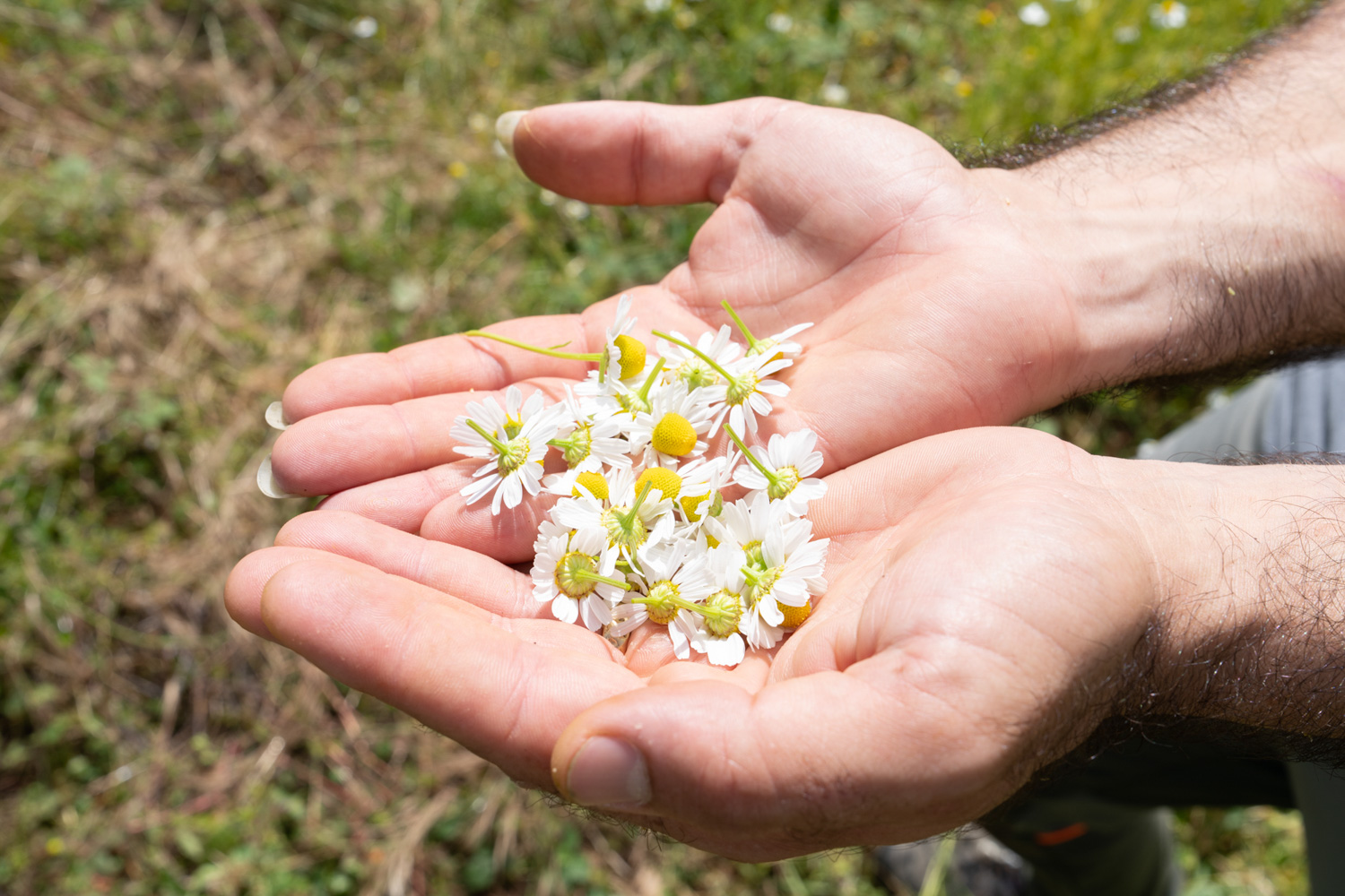 Camolilla Antica Di Gioi Cilento Nelle Mani Di Tony Fondatore Di Erbe Cilento