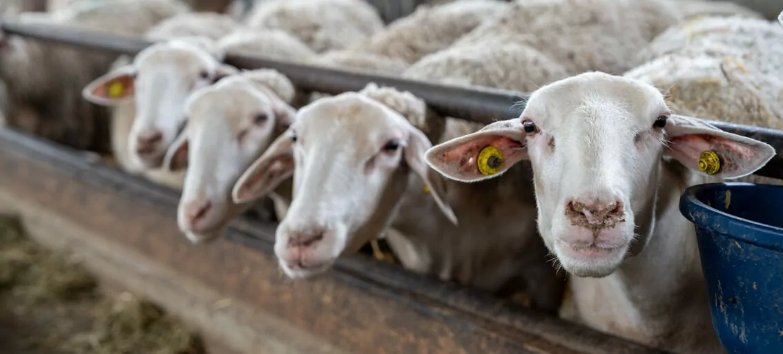 Pecore allevate da Cascina Lia