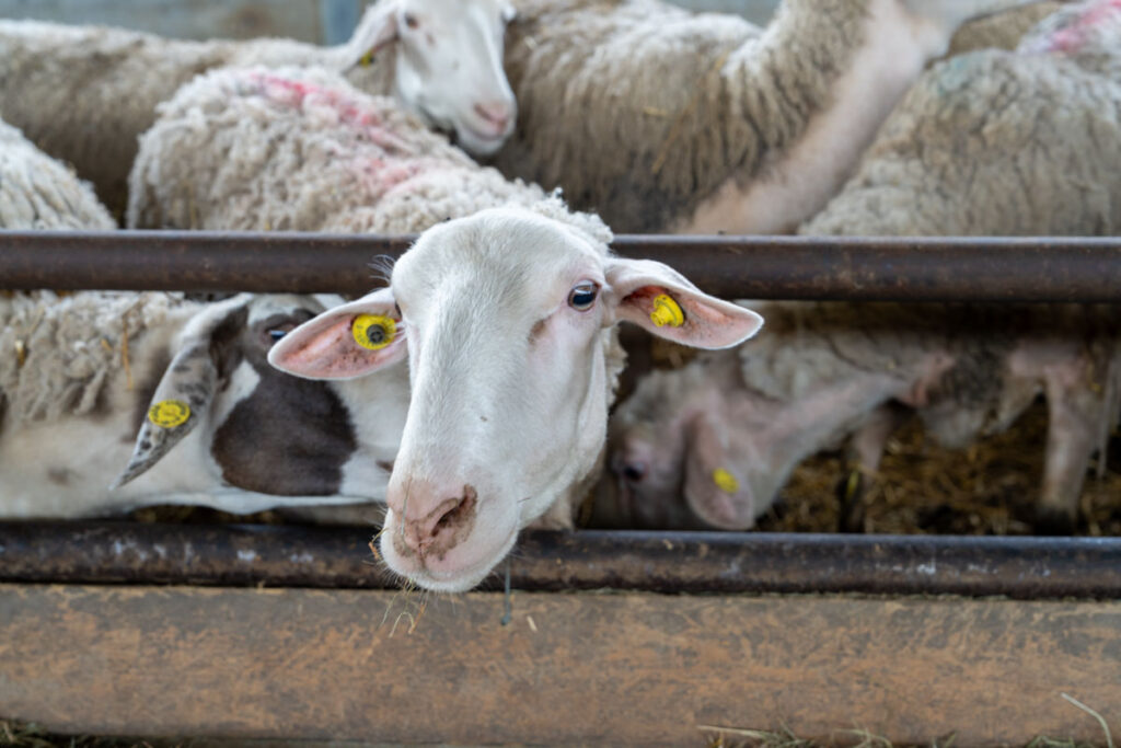 Pecore Allevate Da Cascina Lia